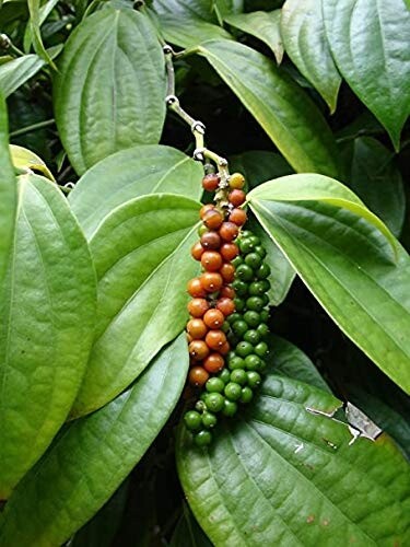 Black Pepper Powder
