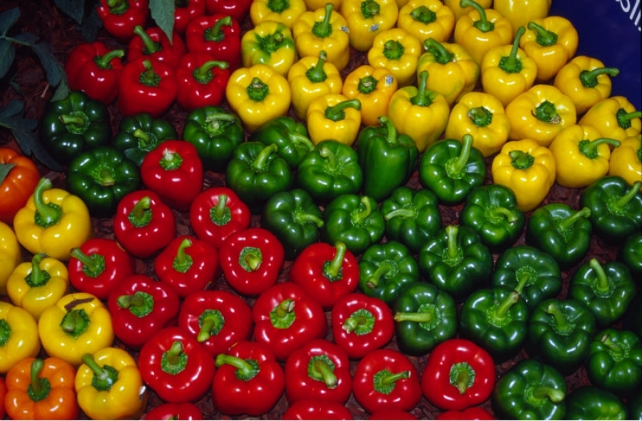 CAPSICUM