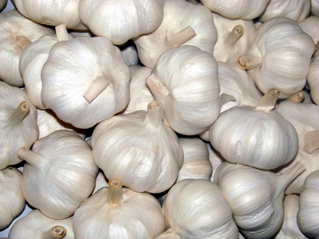 GARLIC