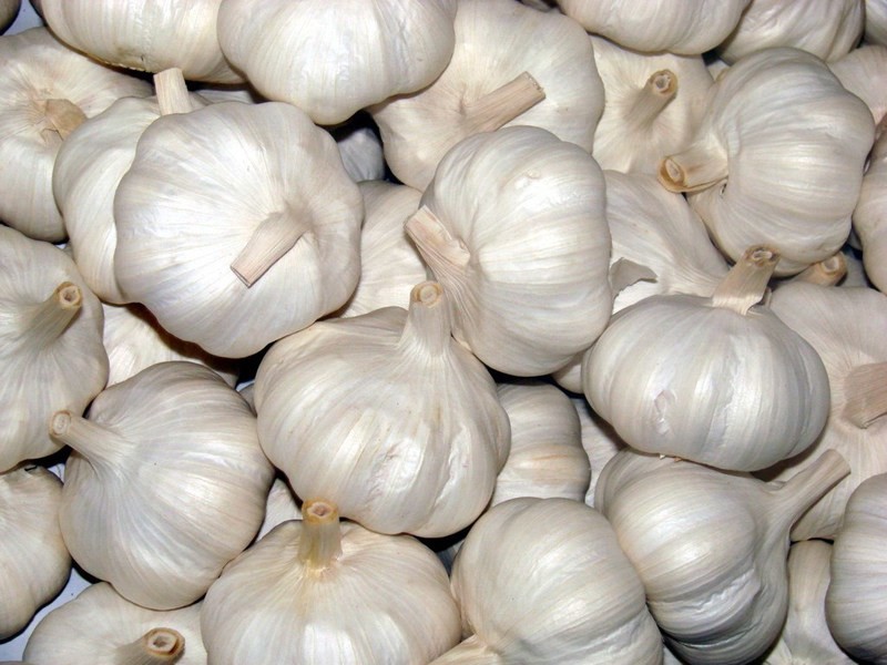 GARLIC