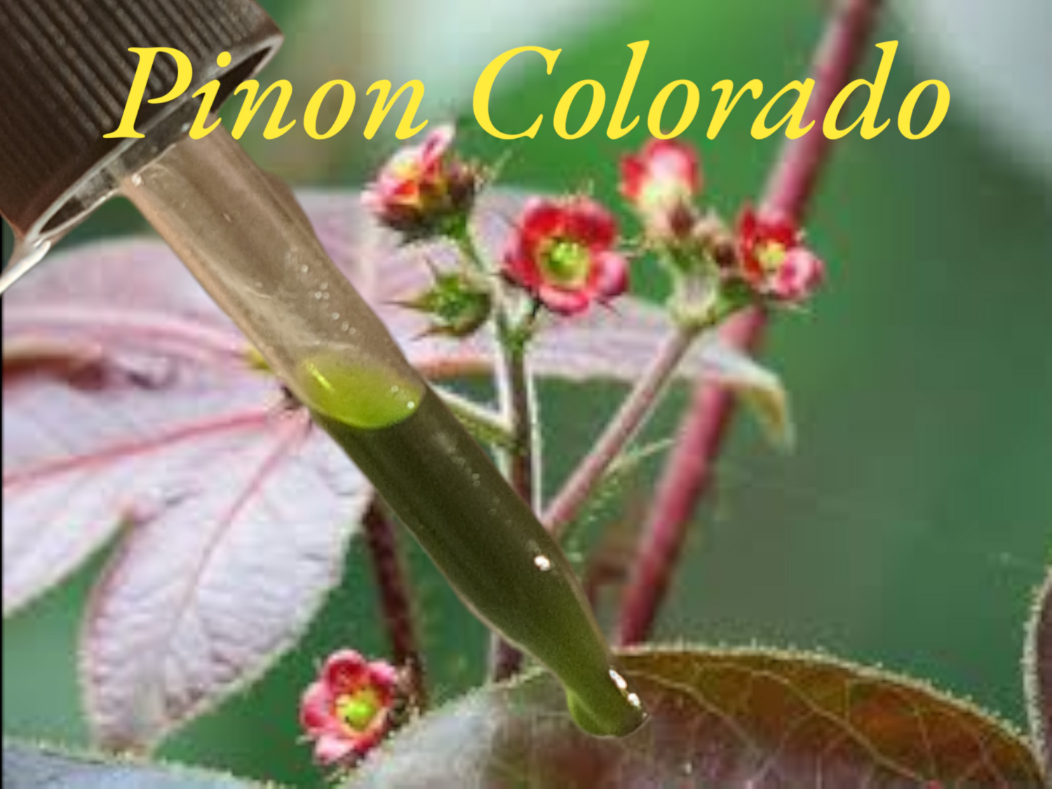 Pinon Colorado super concentrated tincture 15ml