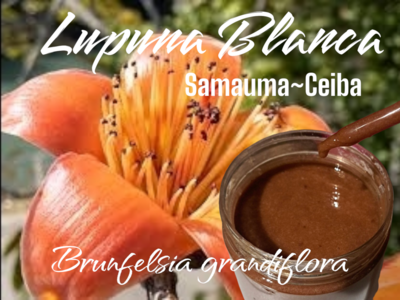 Lupuna Blanca FLOWER glycerite * Samauma ~Ceiba * 30ml