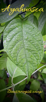 Banisteriopsis caapi paste ~ pure Ayahuasca vine 50x 250gr