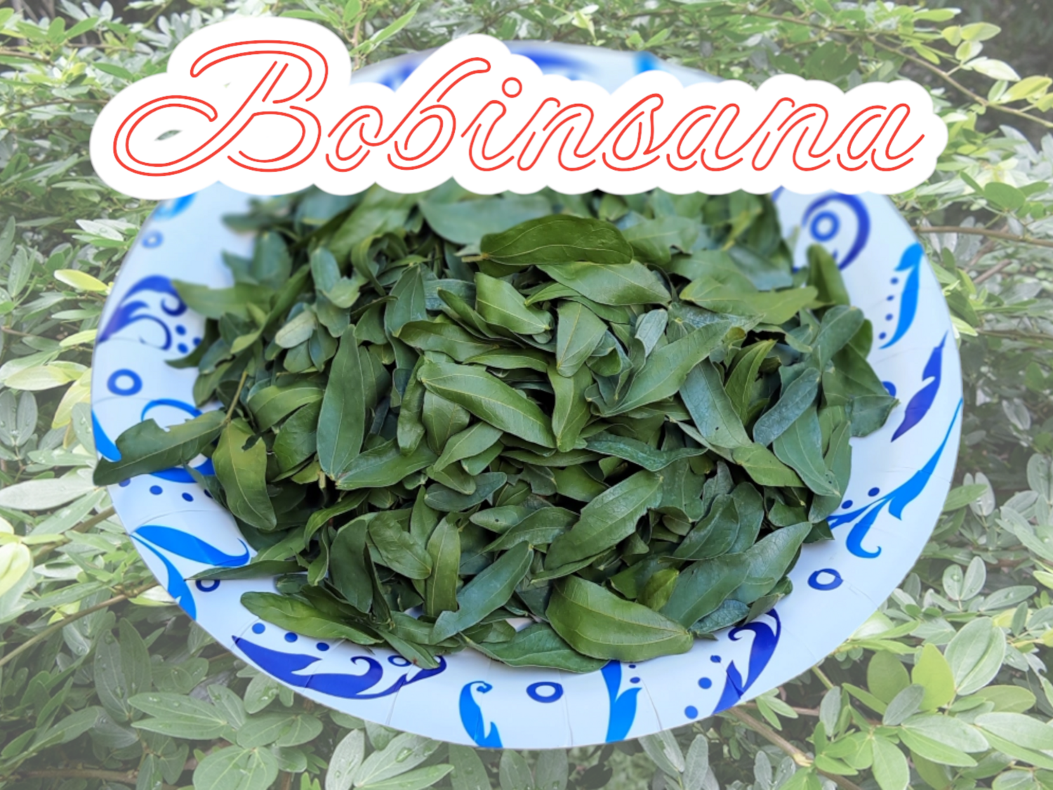 Bobinsana leaf dried 50gr