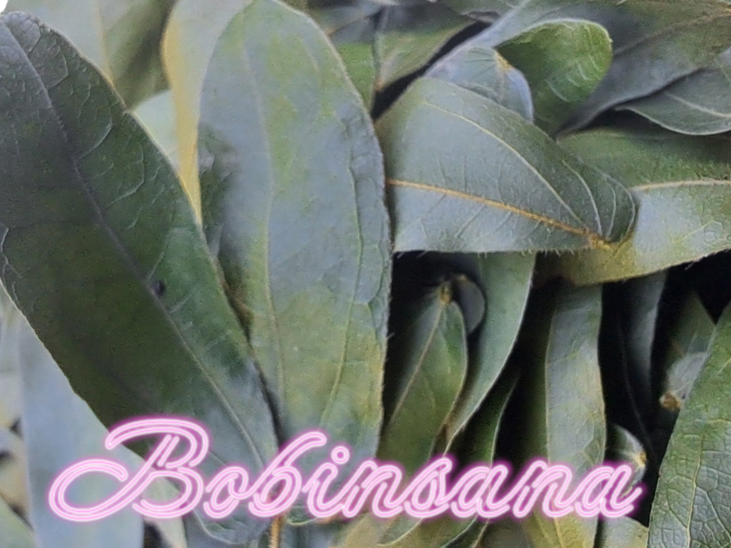 Bobinsana leaf dried 250 gram