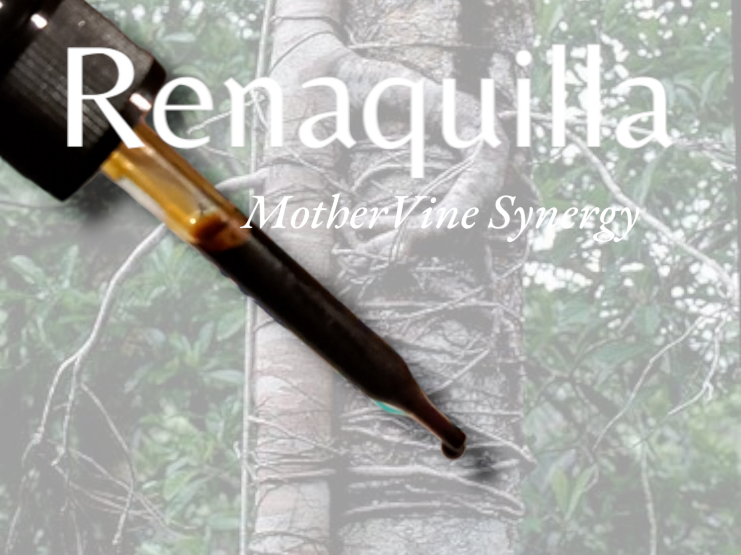 Renaquilla ×MotherVine Synergy microdose 15ml Ficus pertusa 
