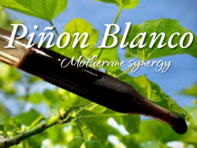 Piñon Blanco Mothervine Synergy microdose Jatropha curcas