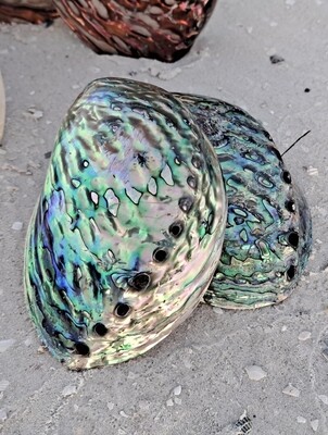 Blue Abalone shell ~ Pāua~ New Zealand