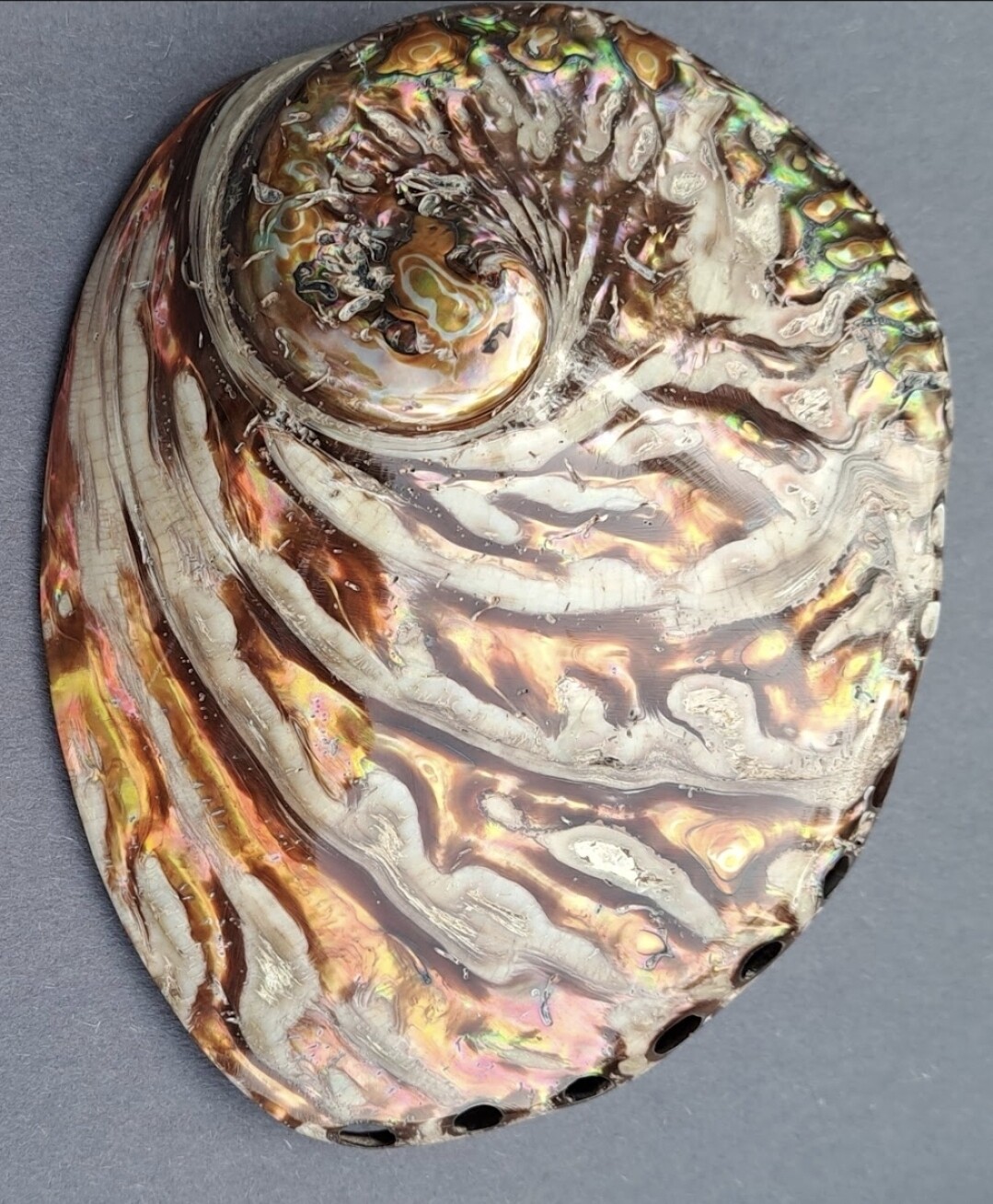 Copper Midas Abalone shell