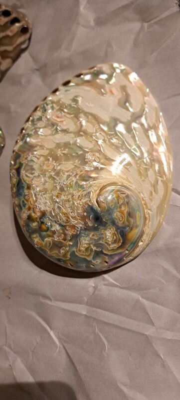 White Midas Abalone shell 