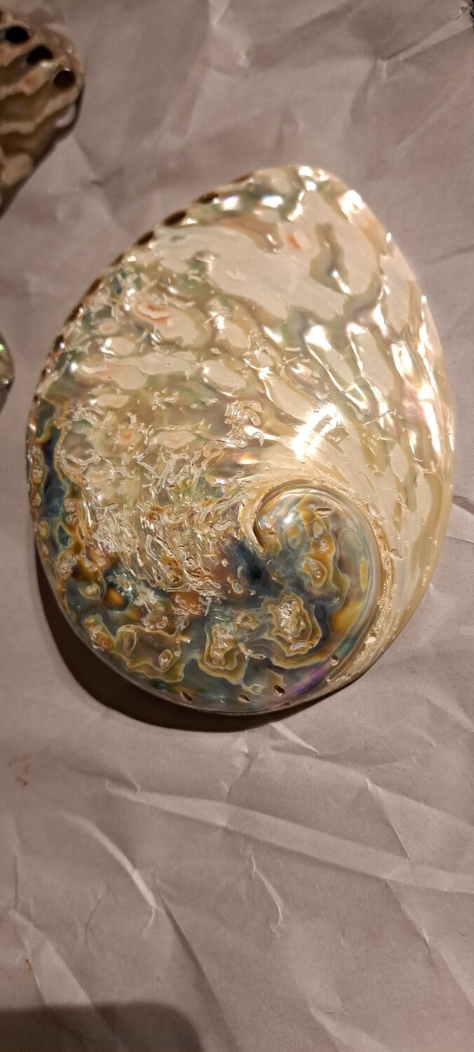 White Midas Abalone shell 