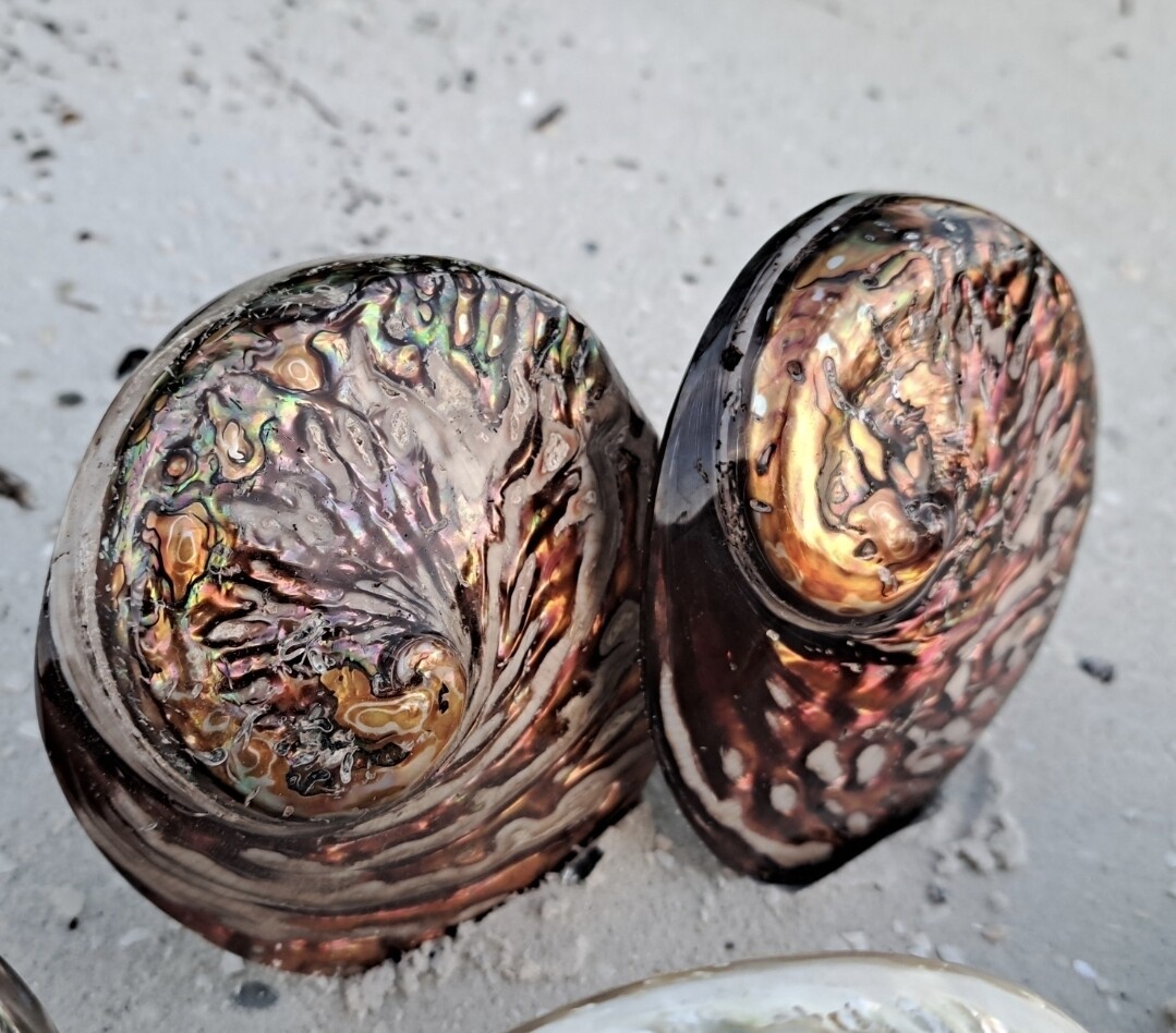 Red Midas Abalone shell
