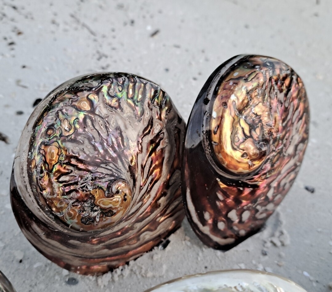Red Midas Abalone shell