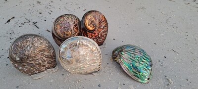 The Elements Abalone shell Smudge Collection
