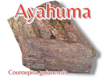 Ayahuma ~ Living Bark Slabs~ Couroupita guianensis
