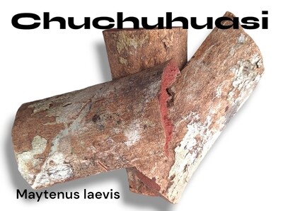 Chuchuhuasi living bark slabs~ Maytenus laevis