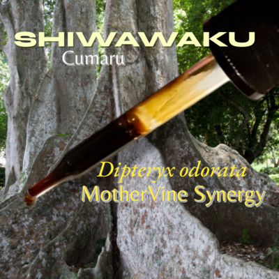 Shiwawaku&#39;s Dance MotherVine Synergy Dipteryx odorata 