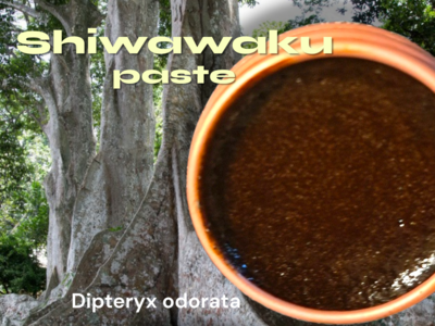 Shiwawaku •Dipteryx odorata• paste 35x 
