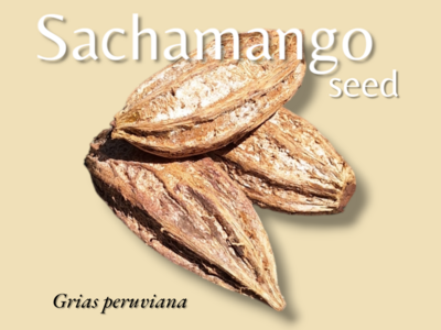 Sacha Mango Seed ~ Grias peruviana