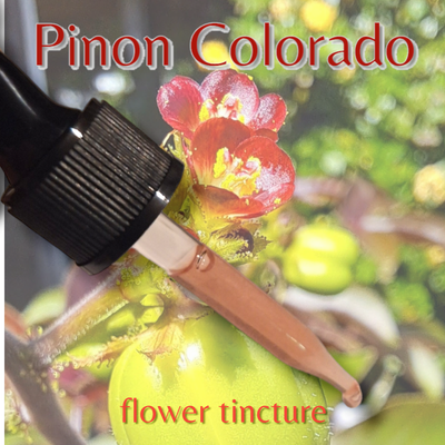 Pinon Colorado Glycerite Flower Tincture 30ml