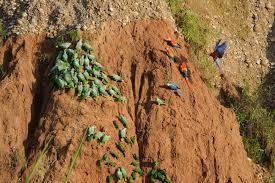 Sacred Colpa Clay