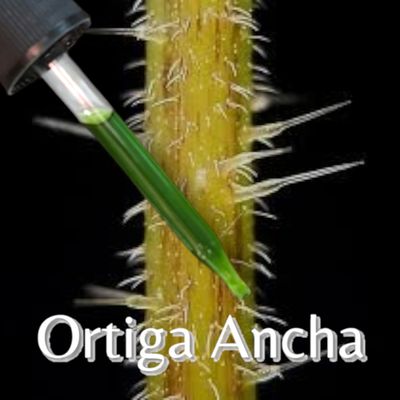 Ortiga Ancha Tincture ~ Sacred King Stinging Nettle