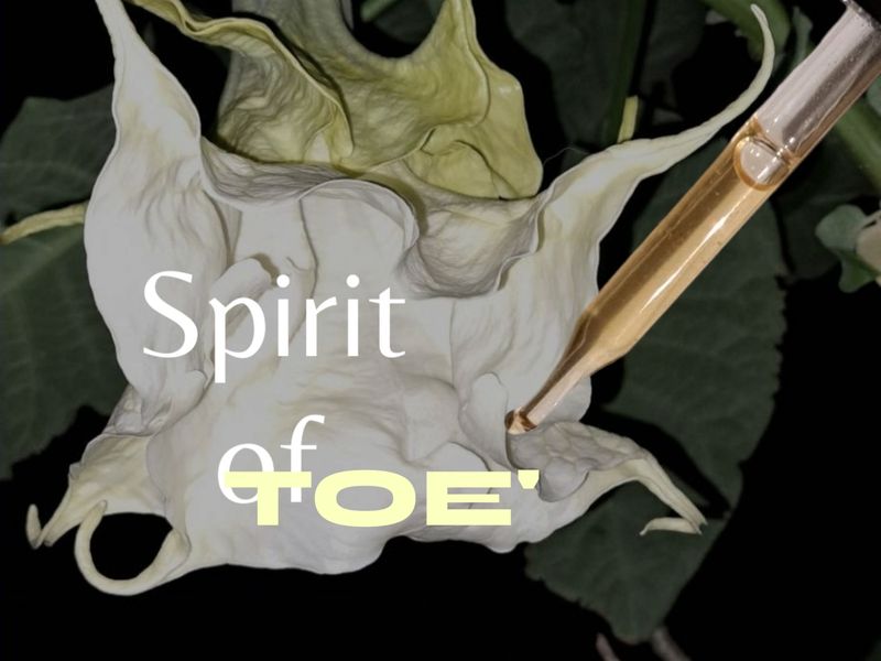 The Spirit of Toe&#39; - Flower Glycerite