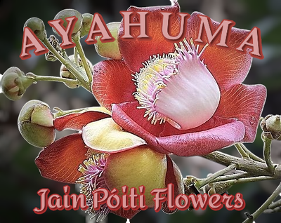 Ayahuma Jain Póiti Flowers