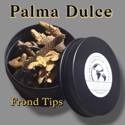 Palma Dulce Ceremonial  Frond Tips