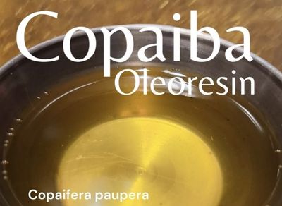Copaiba  havested 03/17/25 ~ fresh pure Copaifera p