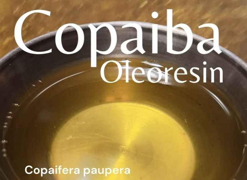 Copaiba  havested 03/17/25 ~ fresh pure Copaifera p