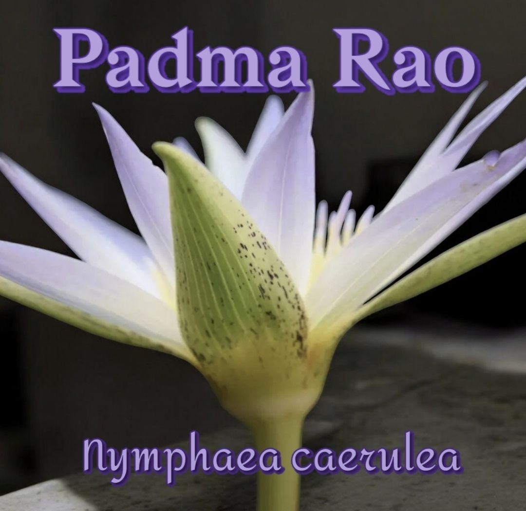 Egyptian Blue Lotus 15:1 Spirit Infusion  ~PADMA RAO~