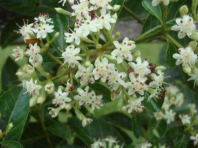 Capirona Flower Tincture