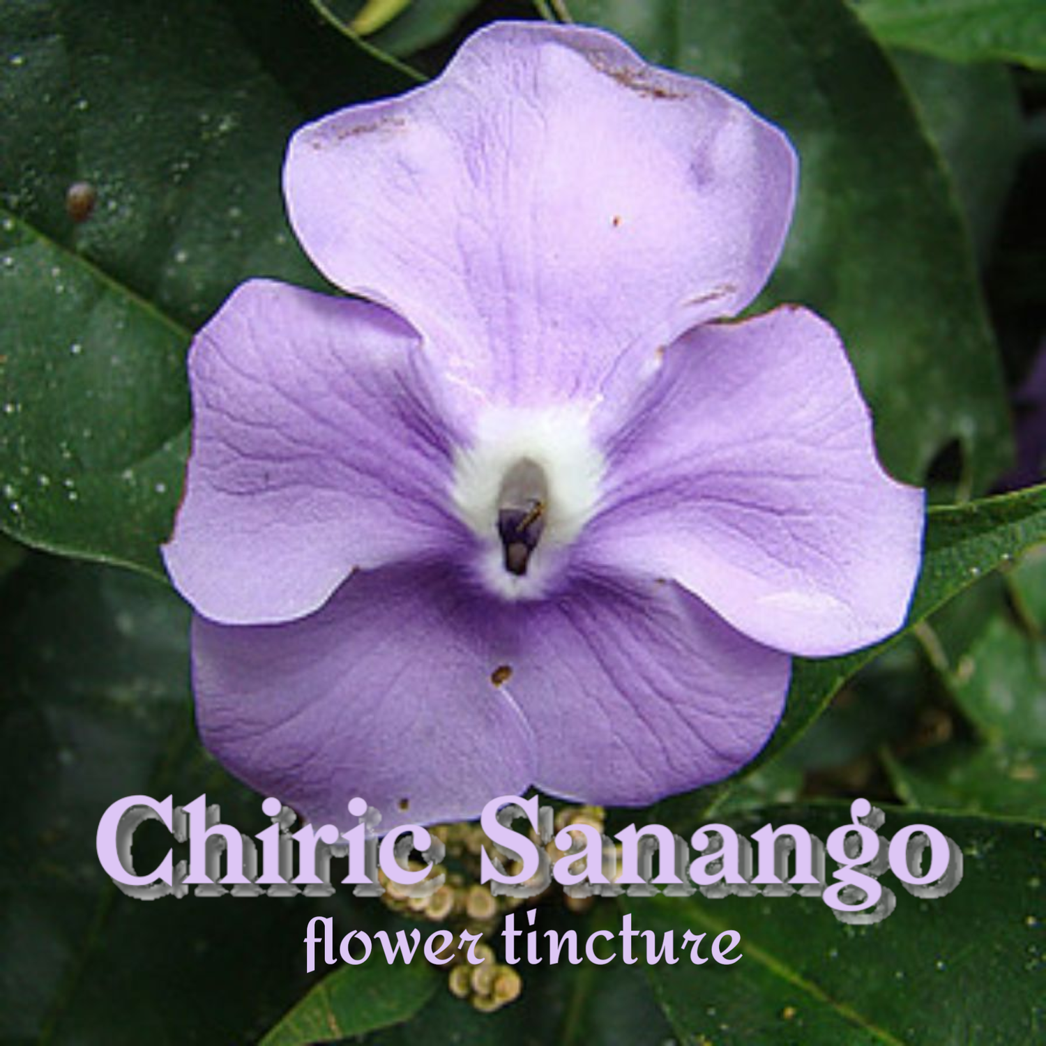 Chiric Sanango Flower Tincture