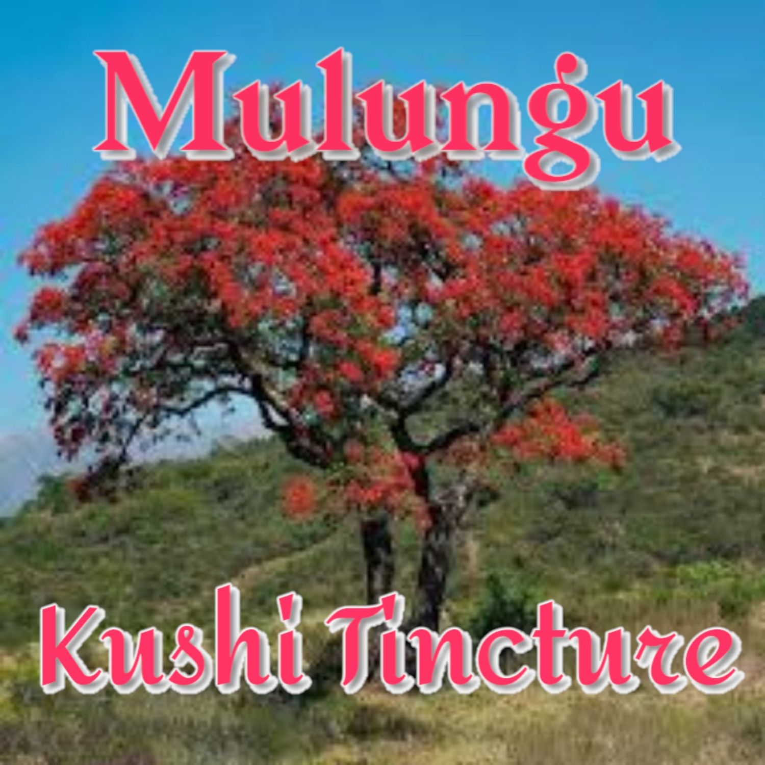 Mulungu Kushi Tincture