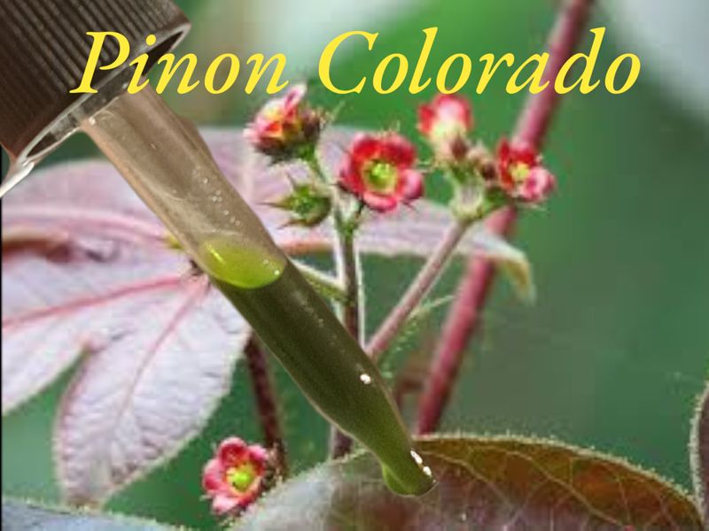 Pinon Colorado tincture 15ml Jatropha gossypiifolia