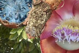 Ayahuma ~ Unified Plant Spirit Tincture ~