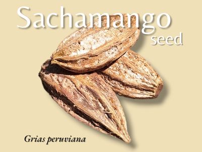 Sacha Mango Seed ~ Grias neuberthii Sanchamangue