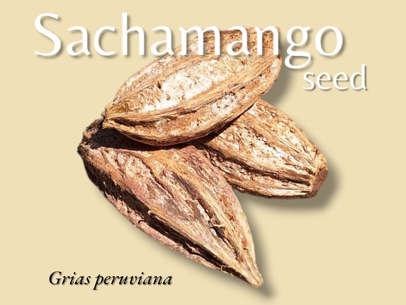 Sacha Mango Seed ~ Grias neuberthii Sanchamangue
