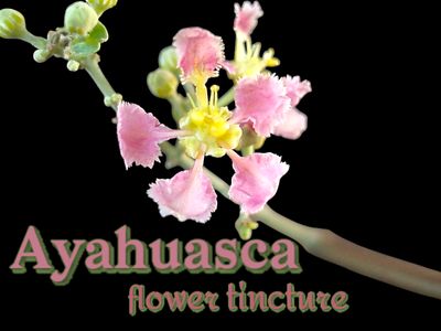 Ayahuasca Flower Tincture