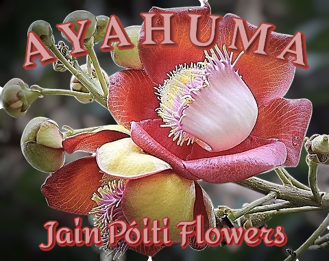 Ayahuma Jain Póiti Flowers