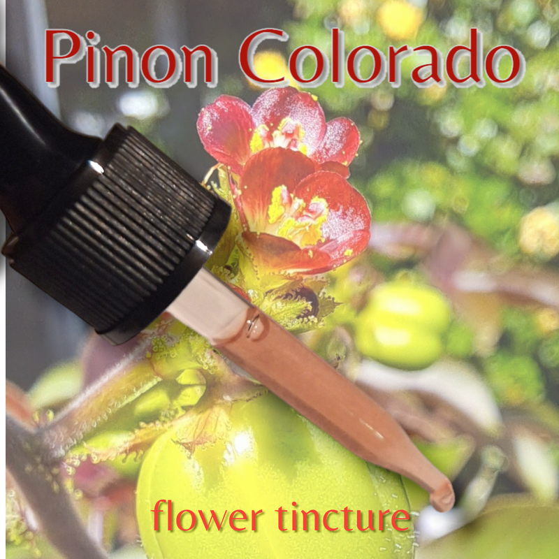 Pinon Colorado Flower Tincture 30ml