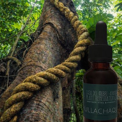 Chullachaqui Mothervine Synergy ~ Tovomita Krukovii x B caapi