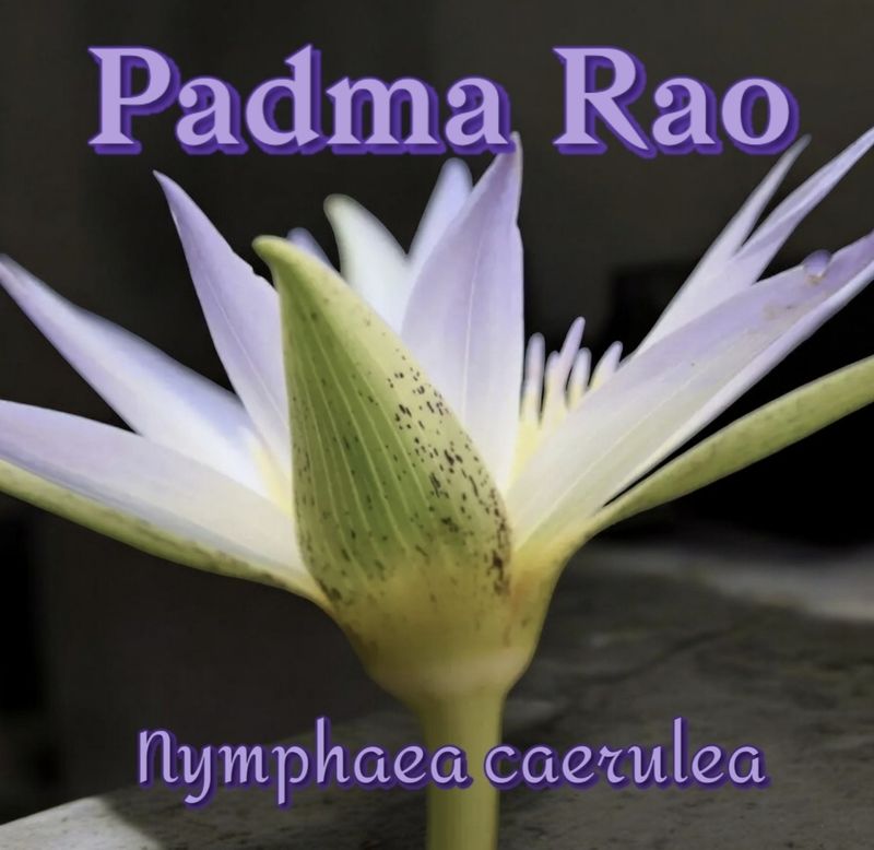 Egyptian Blue Lotus 15:1 Spirit Infusion  ~PADMA RAO~