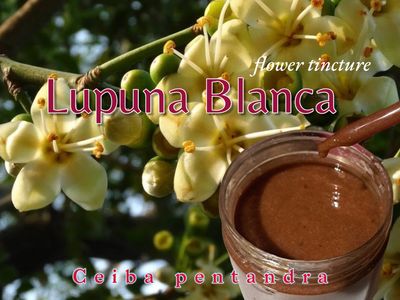 Lupuna Blanca FLOWER Tincture  30ml