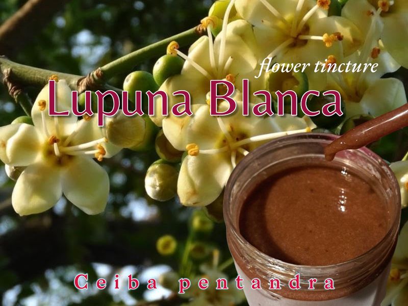 Lupuna Blanca FLOWER Tincture  30ml