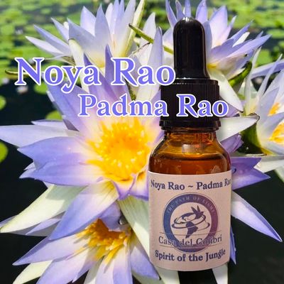 Noya Rao x Padma Rao (Egyptian blue lily) Plant Spirit  Synergy M-D