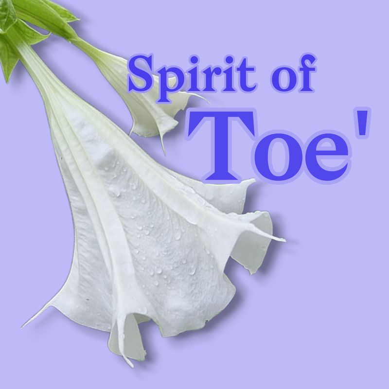 The Spirit of Toe' - Flower Glycerite