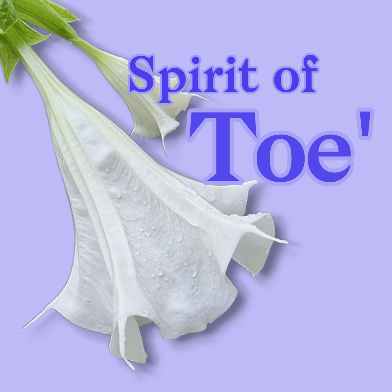 The Spirit of Toe' - Flower Glycerite