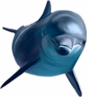 Dolphin Real Sticker